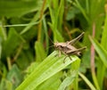 Dark Bush-cricket Royalty Free Stock Photo