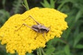 Dark bush-cricket on a fernleaf yarrow