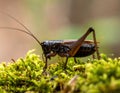 Dark Bush Cricket on Moss Royalty Free Stock Photo