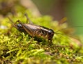 Dark Bush Cricket on Moss Royalty Free Stock Photo