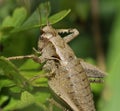 Dark Bush-cricket - Pholidoptera griseoaptera Royalty Free Stock Photo