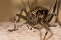 Dark bush cricket (Pholidoptera griseoaptera) close up Royalty Free Stock Photo