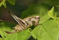 Dark Bush-cricket Royalty Free Stock Photo