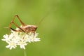 A Dark bush-Cricket Pholidoptera griseoaptera perched on a flower. Royalty Free Stock Photo