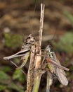 Dark bush cricket (Pholidoptera griseoaptera) and Roesel's bush cricket (Metrioptera roeselii)