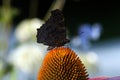 Dark butterfly on flower echinacea Royalty Free Stock Photo