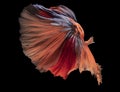 Dark canvas of a black background, the colorful betta fish\'s fins appear to flicker like flames.