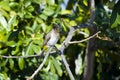 Dark Capped Bulbul