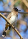 Dark Capped Bulbul