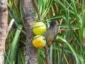 Dark-capped bulbul isolated a birdfeeder Royalty Free Stock Photo