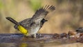 Dark capped Bulbul in Kruger National park, South Africa