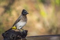 Dark capped Bulbul in Kruger National park, South Africa