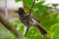 Dark Capped Bulbul on a Mallberry Tree