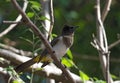 A dark capped bulbul sits on a tree branch, Botswana