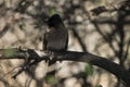 Dark-capped bulbul & x28;Pycnonotus tricolor& x29; bird perched on a branch. South Africa