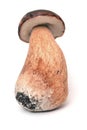 Boletus aereus mushroom