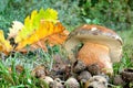 Dark cep or Bronze bolete mushroom Royalty Free Stock Photo