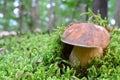 Dark cep in a green moss Royalty Free Stock Photo