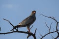 Dark Chanting Goshawk Royalty Free Stock Photo