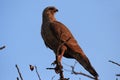 Dark Chanting Goshawk