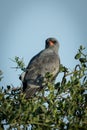 Dark chanting-goshawk cocks head perching in tree Royalty Free Stock Photo