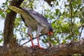 Dark Chanting Goshawk Eating Snake Royalty Free Stock Photo