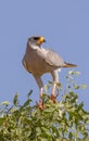 Dark Chanting Goshawk, Kenya, Africa Royalty Free Stock Photo