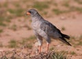 Dark Chanting Goshawk (Melierax metabates)