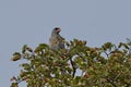 Dark chanting goshawk Melierax metabates