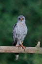 Dark chanting goshawk Melierax metabates