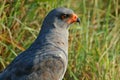 Dark Chanting Goshawk (Melierax metabates)