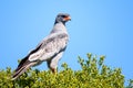 Dark chanting goshawk perched on the green tree Royalty Free Stock Photo