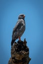 Dark chanting-goshawk perches on dead tree stump Royalty Free Stock Photo
