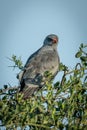 Dark chanting-goshawk perches in tree watching camera Royalty Free Stock Photo