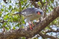 Dark Chanting Goshawk