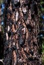 Dark charred pine tree bark after a forest fire