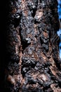 Dark charred pine tree bark after a forest fire