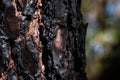 Dark charred pine tree bark after a forest fire