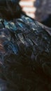 Dark chicken feathers macro texture Royalty Free Stock Photo