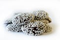 Dark Chocolate nonpareils Royalty Free Stock Photo