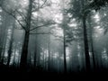 Dark cinematic moody forest myst and shadow Royalty Free Stock Photo