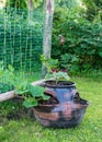 A dark clay pot planted with cucumber seedlings, garden decor, summer