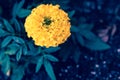 Dark close up image of yellow marigold flower