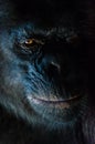 Dark closeup portrait of chimp or chimpanzee with wise look