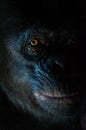 Dark closeup portrait of chimp or chimpanzee with wise look