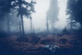 Dark cloud forest. Dead trees and bog