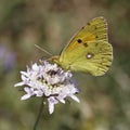 Dark Clouded Yellow butterfly from Europe