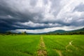 Dark clouds over the green rice fields Royalty Free Stock Photo