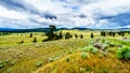 Dark Clouds hanging over Lodgepole Pine trees on the rolling hills in a dry region of the Okanagen along Highway 5A i9n BC