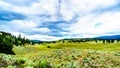 Dark Clouds hanging over Lodgepole Pine trees on the rolling hills in a dry region of the Okanagen along Highway 5A i9n BC